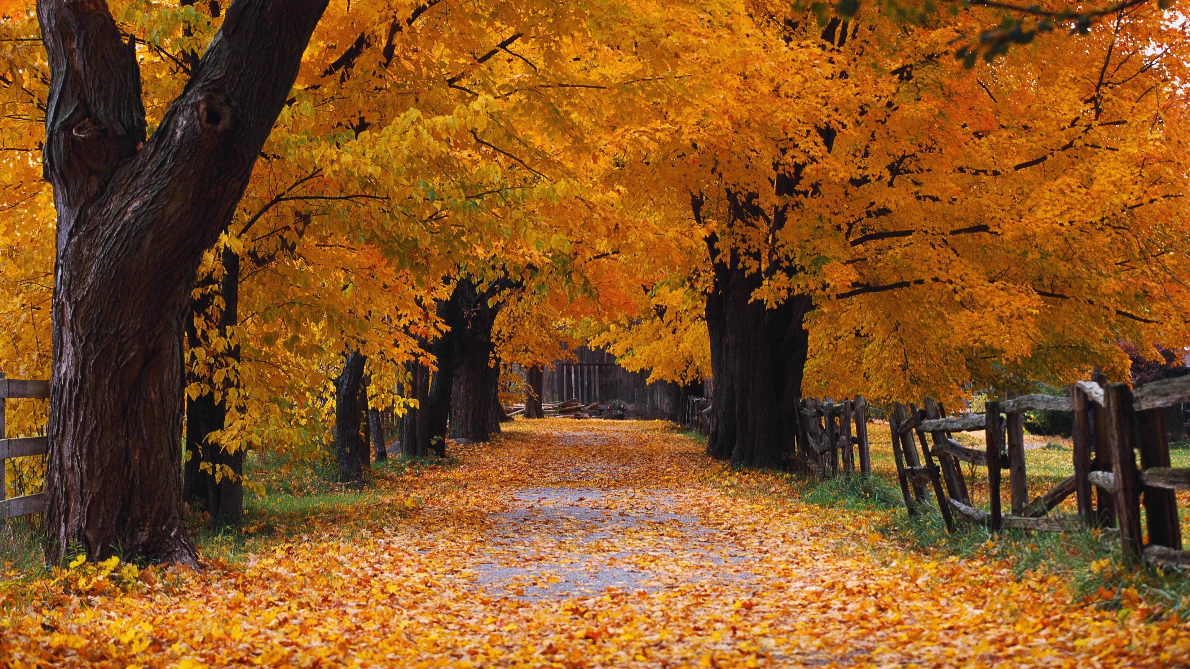 Autumn